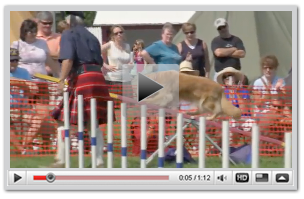 Link to Youtube Channel to View Scottish Breeds Dog Show Video.