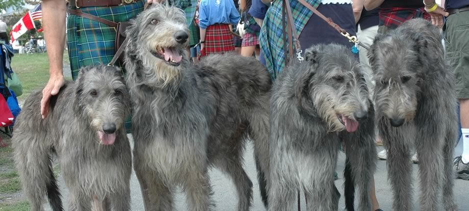 Capital District Scottish Games
