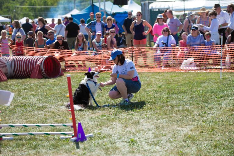 Scottish Breed Dog Show Capital District Scottish Games